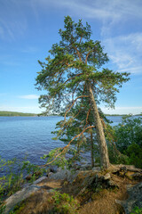 Fototapeta na wymiar One pine tree on a rock by the lake.