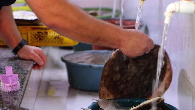 Man washes flounder fish in running water at fish market, close-up hands. Seller prepares fish for sale, 4k.