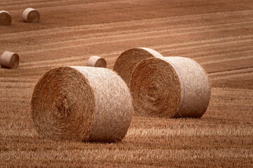 Kent, England, UK garden, August in the UK