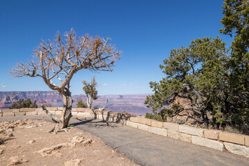 Fototapeta premium Trail along the edge of the Grand Canyon