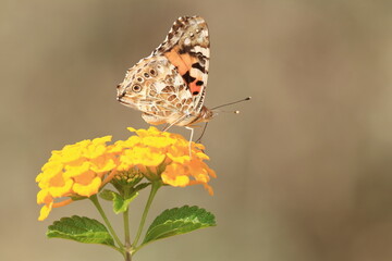 Colorful butterfly Painted lady (Vanessa cardui) on yellow flower