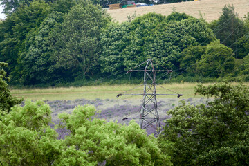 Lavender fields in Kent, UK, August