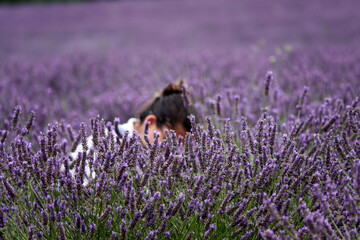 Lavender fields in Kent, UK, August
