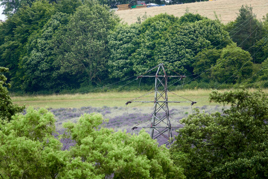Lavender fields in Kent, UK, August