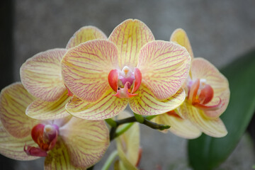 Obraz na płótnie Canvas Yellow moth orchid