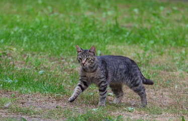 A young gray tabby cat walks on the grass