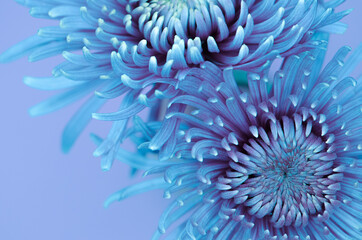 Chrysantheme in lila/blau Touch, close up