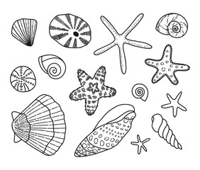 Collection of sea shells. Vector illustration. The elements are isolated on a white background.