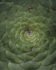 cactus in bloom