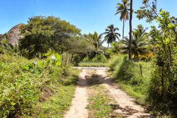 Fototapeta na wymiar coconut trees on the beach, dirt road, sunny day, tourism in brazil, brazilian landscape, horizontal image