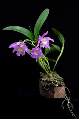 Blooming Cattleya orchid. Black background. - obrazy, fototapety, plakaty