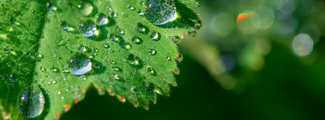 Green leaves in dew drops. - obrazy, fototapety, plakaty