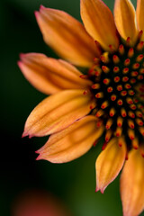 echinacea closeup 