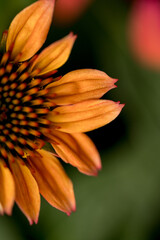 Macor photo of coneflower echinacea petals