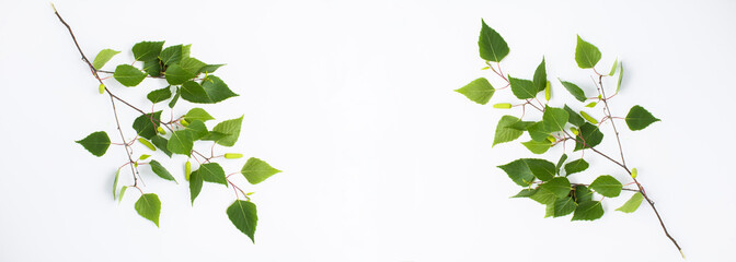 Banner. Green birch branch on the white background. Copy space.Top view.