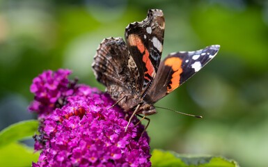 Schmetterling auf Schmetterlingsbusch Blüte