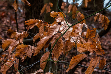 autumn leaves on a tree