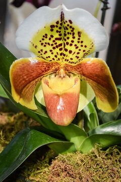 Yellow Lady Slipper Orchid