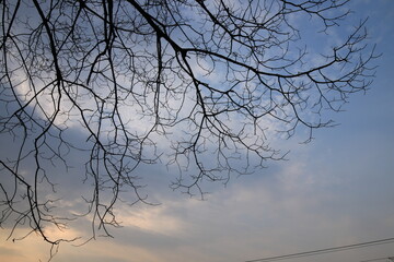 tree and sky