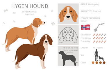 Hygen hound clipart. Different poses, coat colors set