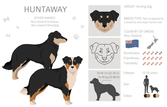 Huntaway dog clipart. Different poses, coat colors set