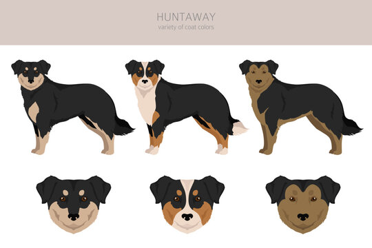 Huntaway dog clipart. Different poses, coat colors set