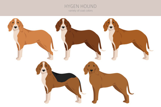 Hygen hound clipart. Different poses, coat colors set