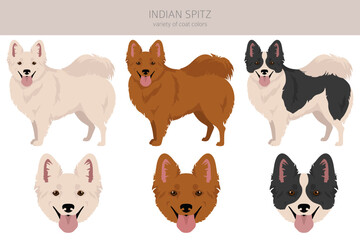 Indian spitz clipart. Different poses, coat colors set