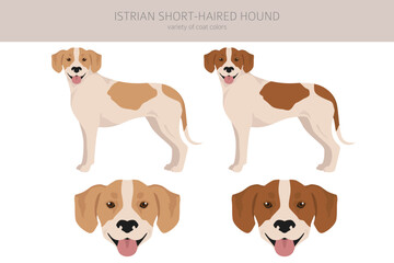 Istrian Short-haired hound clipart. Different poses, coat colors set