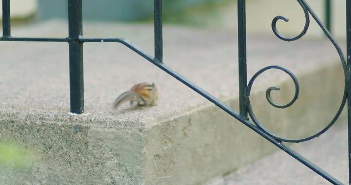 Chipmunk with chubby cheeks runs away. 