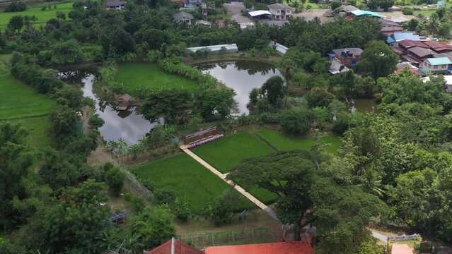 Drone view of Sufficiency Economy, Land full of agricultural activities with green rice fields, big ponds, and trees. Small houses and temple close by a pond.