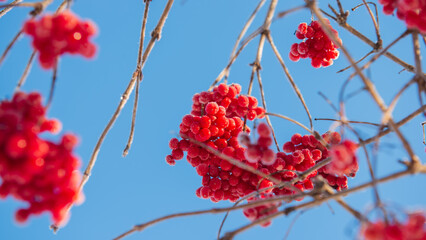 Frozen viburnum berries against the blue sky.