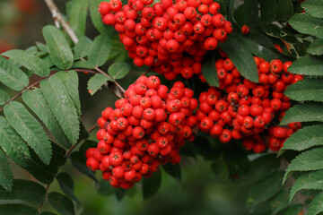 Rowan - bunch of red berries on tree