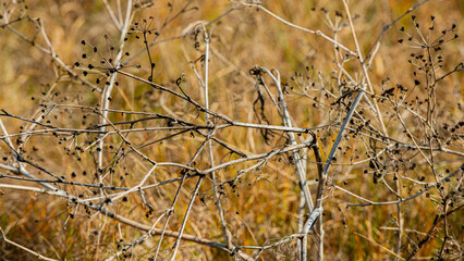 Stems of dry plants on a blurred background.