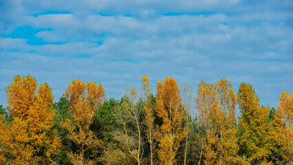 Deciduous forest in autumn foliage against the blue sky.