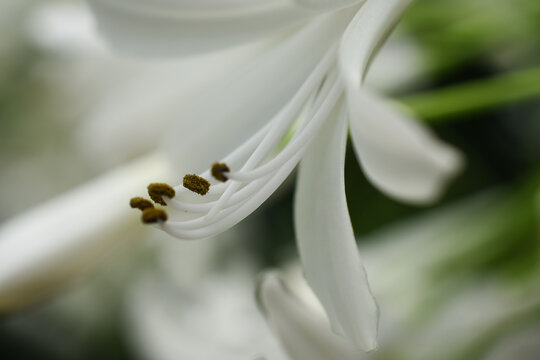 White flower detail