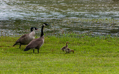 Family of Geese at a Pond. 3