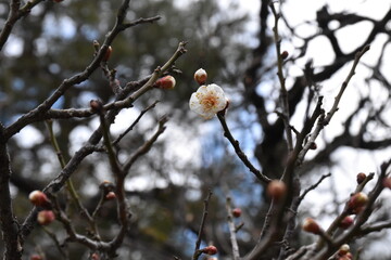 cherry blossom buds