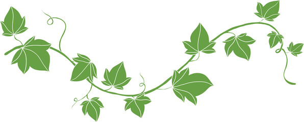 simplicity ivy freehand drawing flat design © tanarch