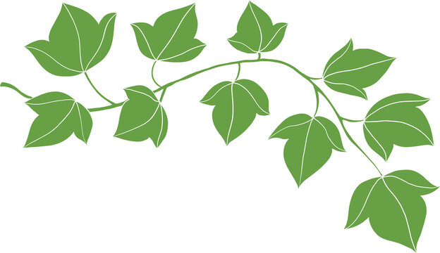 simplicity ivy freehand drawing flat design