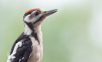 Great spotted woodpecker, Dendrocopos major. Portrait, close-up of a bird