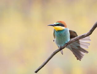 European bee-eater, Merops apiaster. A young bird spreads its tail and wings