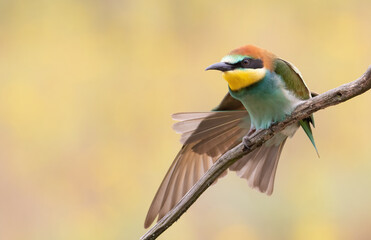 Obraz premium European bee-eater, Merops apiaster. A young bird spreads its tail and wings