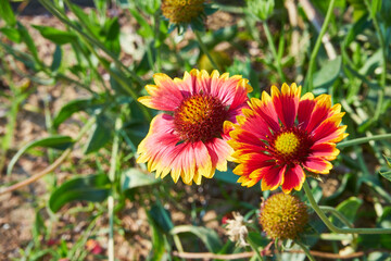 gailardia oścista, Gaillardia aristata	