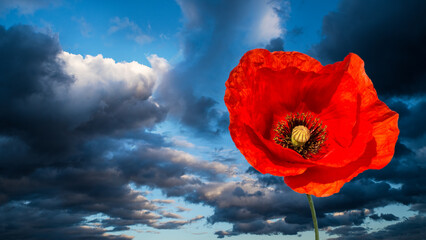 Natural common poppy bloom on dramatic blue sky background with dark clouds. Papaver rhoeas....