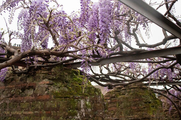 cherry blossom