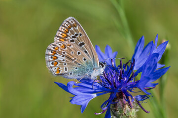 butterfly sitting on blue cornflower in grass