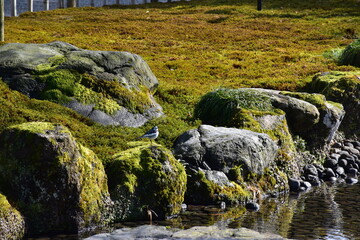 Fototapeta na wymiar stone with moss