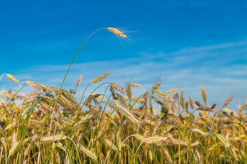 Closeup of ripening rye field with one protruding corn ear on blue sky background. Secale cereale....