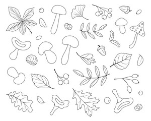 Autumn set, line art, hand-drawn, black color. Botanical leaves, acorns, berries, mushrooms, chestnut. Seasonal banner. September autumn. October party. November sale. Vector illustration.